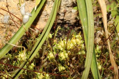 Siloxerus multiflorus, photographed by Em Lamond