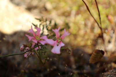 Stylidium ecorne, photographed by Em Lamond