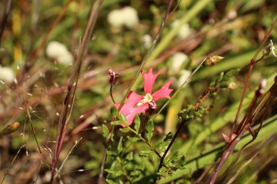 Stylidium ecorne, photographed by Em Lamond