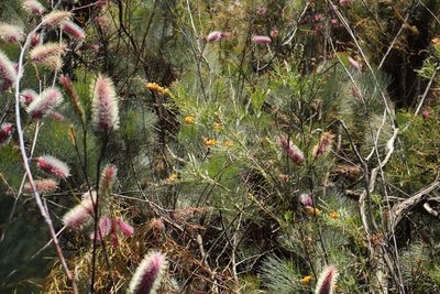 Grevillea petrophiloides, photographed by Em Lamond