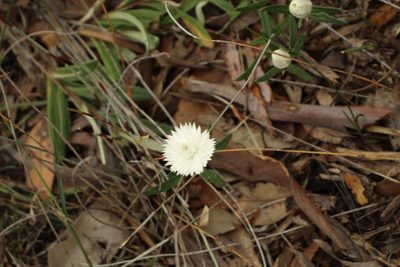 Helichrysum leucopsideum, photographed by Em Lamond