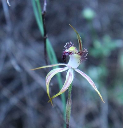 Caladenia graniticola, photographed by Em Lamond