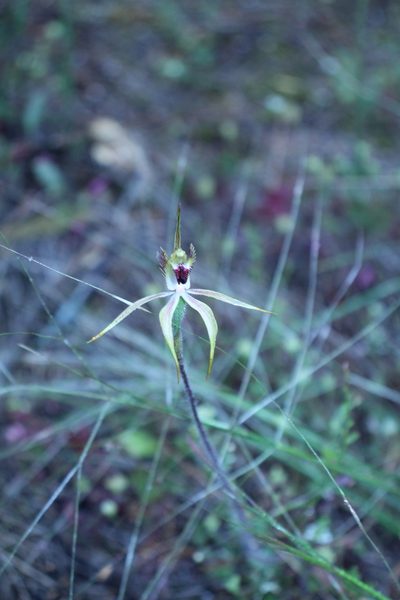 Caladenia graniticola, photographed by Em Lamond