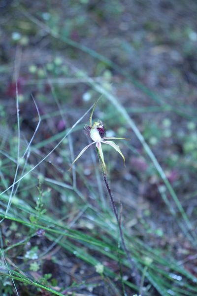 Caladenia graniticola, photographed by Em Lamond