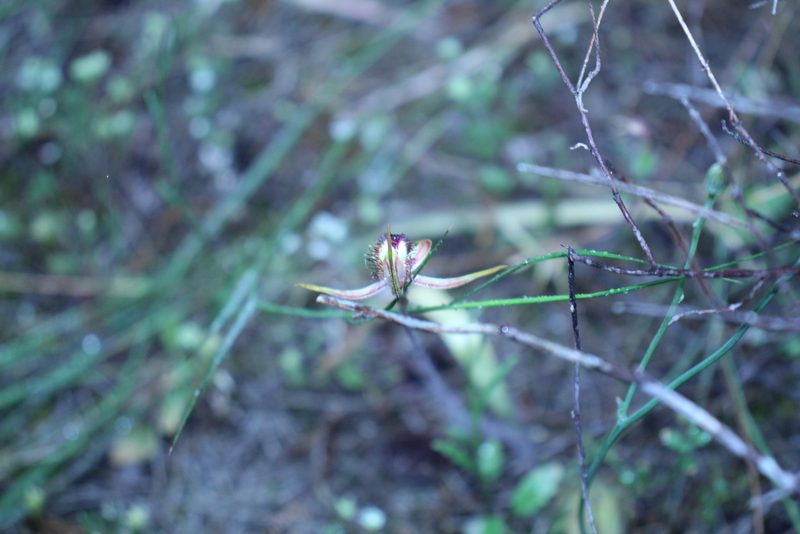 Caladenia graniticola, photographed by Em Lamond