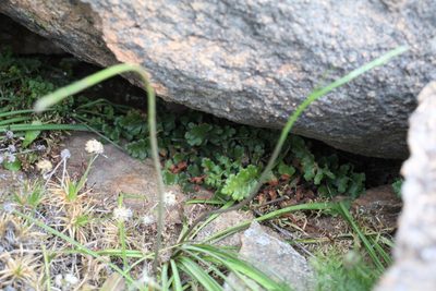 Asplenium subglandulosum, photographed by Em Lamond