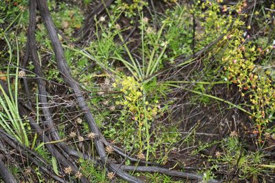 Drosera stricticaulis, photographed by Em Lamond