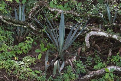 Agave angustifolia, photographed by Jake Rehage