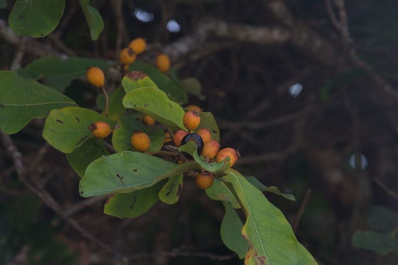 Eugenia hiraeifolia, photographed by Jake Rehage