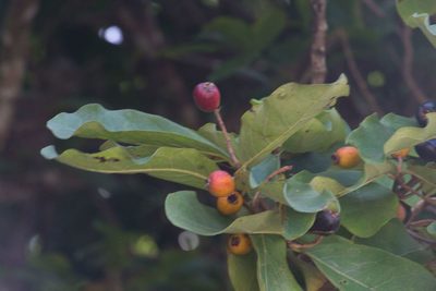 Eugenia hiraeifolia, photographed by Jake Rehage