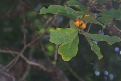 Eugenia hiraeifolia, photographed by Jake Rehage