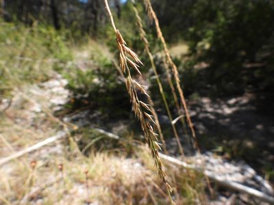 Bouteloua curtipendula, photographed by Leticia Jiménez Hernández