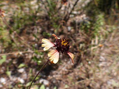 Gaillardia mexicana, photographed by Leticia Jiménez Hernández