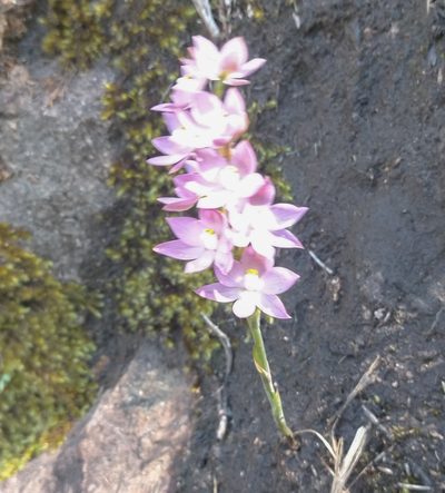 Thelymitra fragrans, photographed by Rolf Lawrenz
