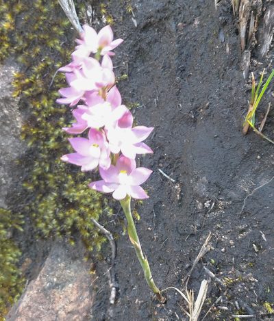 Thelymitra fragrans, photographed by Rolf Lawrenz