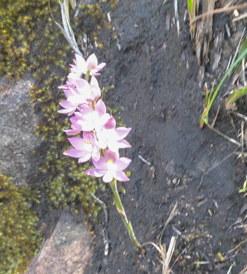 Thelymitra fragrans, photographed by Rolf Lawrenz