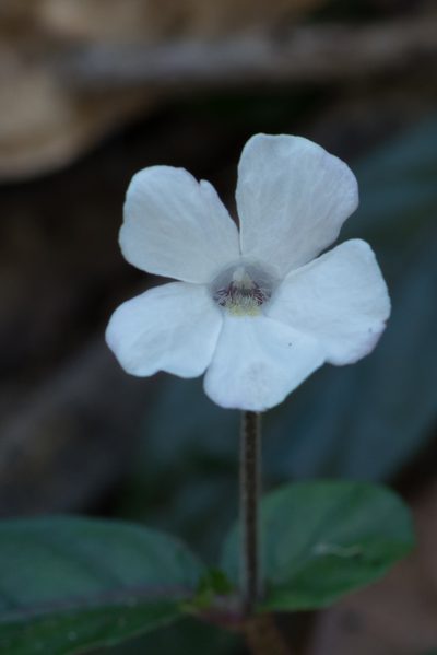 Brunoniella spiciflora, photographed by Bruce Cathie