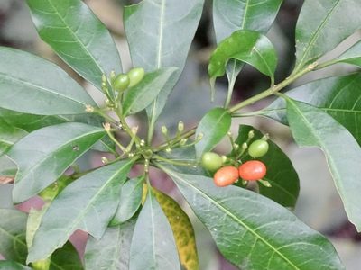 Rauvolfia verticillata, photographed by Toby Y