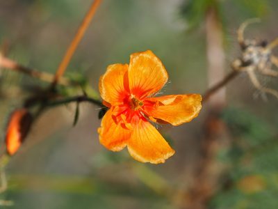 Kallstroemia grandiflora, photographed by Clay Gibbons