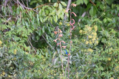 Watsonia meriana, photographed by Thomas Mesaglio