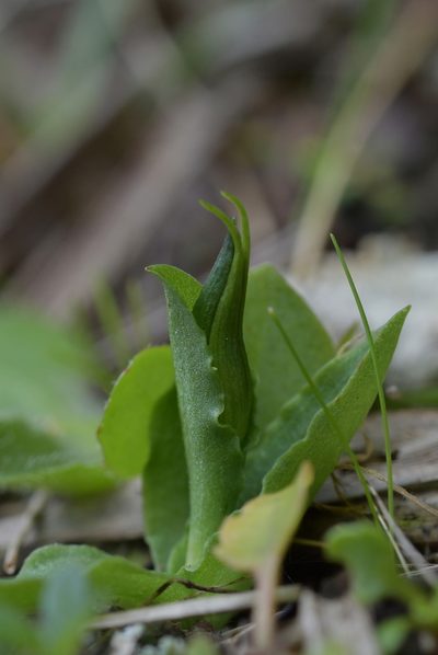 Pterostylis foliata, photographed by Christopher Stephens