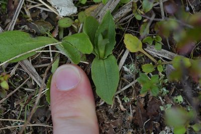 Pterostylis foliata, photographed by Christopher Stephens