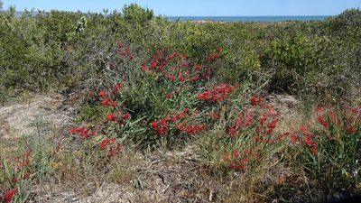 Babiana hirsuta, photographed by Paul Emms