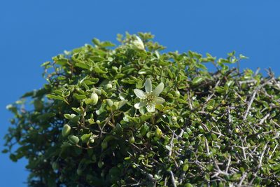 Clematis forsteri, photographed by Christopher Stephens