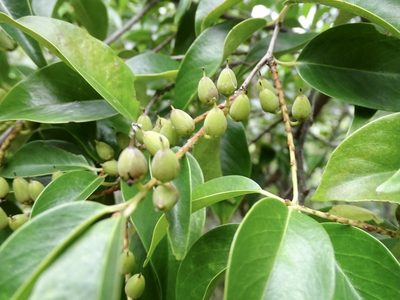 Pentaphylax euryoides, photographed by Toby Y