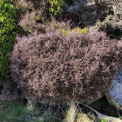 Pittosporum anomalum, photographed by Jenny Saito