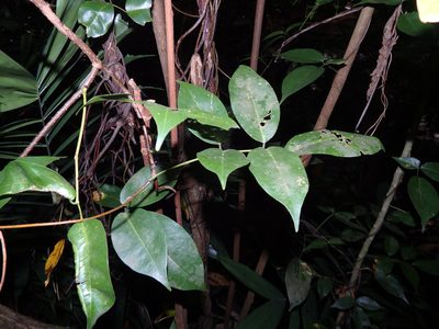 Derris trifoliata, photographed by Samuel Lee