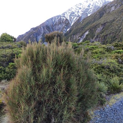 Dracophyllum longifolium, photographed by Jenny Saito