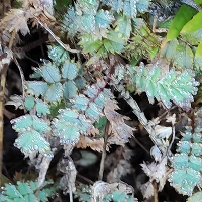 Acaena caesiiglauca, photographed by Jenny Saito