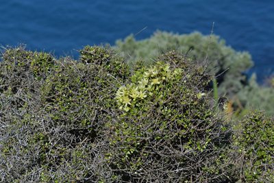 Clematis forsteri, photographed by Christopher Stephens