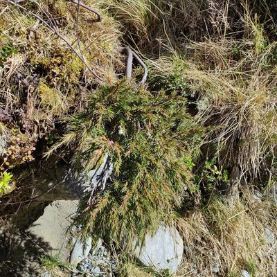 Dracophyllum kirkii, photographed by Jenny Saito