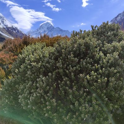 Olearia nummulariifolia, photographed by Jenny Saito