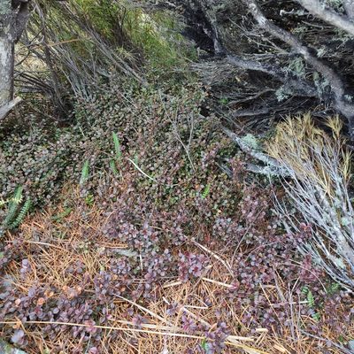 Myrsine nummularia, photographed by Jenny Saito