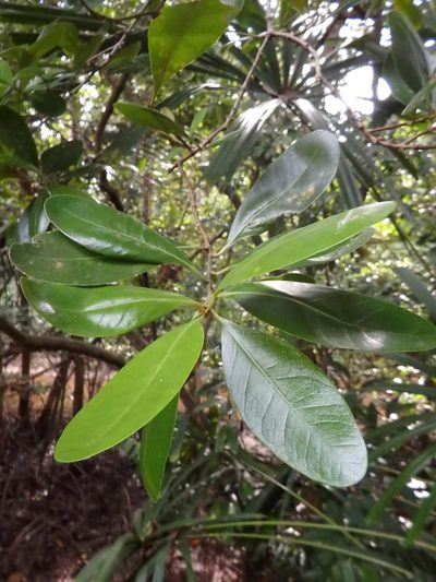 Avicennia officinalis, photographed by Samuel Lee