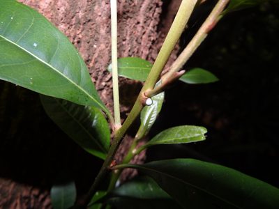 Planchonella obovata, photographed by Samuel Lee
