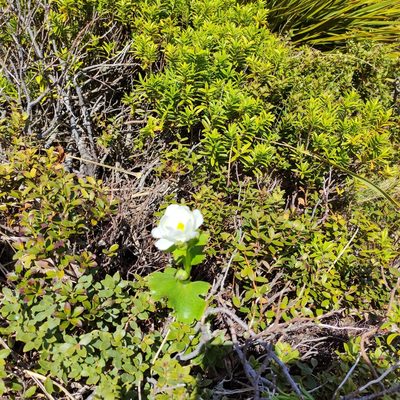 Ranunculus lyallii, photographed by Jenny Saito