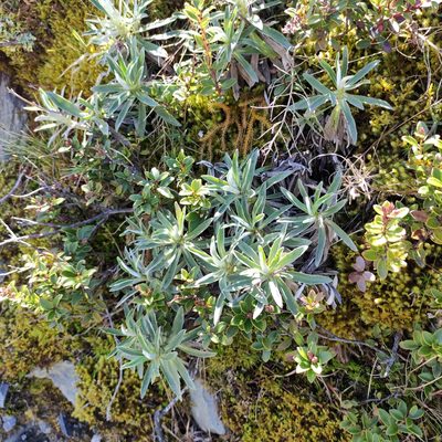 Celmisia angustifolia, photographed by Jenny Saito
