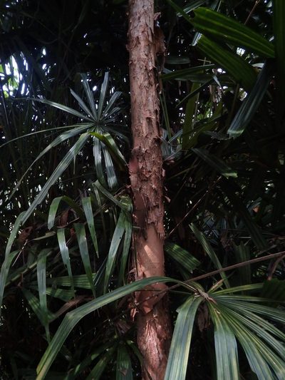 Melaleuca cajuputi, photographed by Samuel Lee