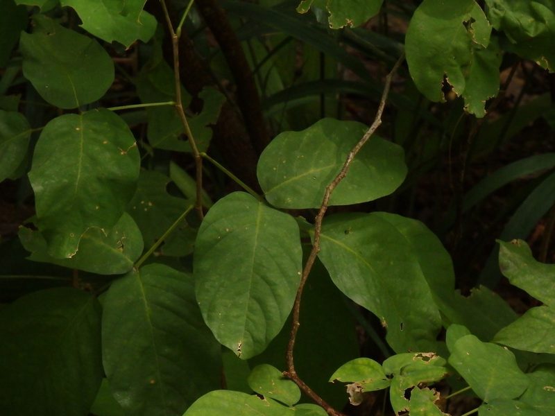 Dendrolobium umbellatum, photographed by Samuel Lee