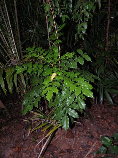Andira inermis, photographed by Samuel Lee