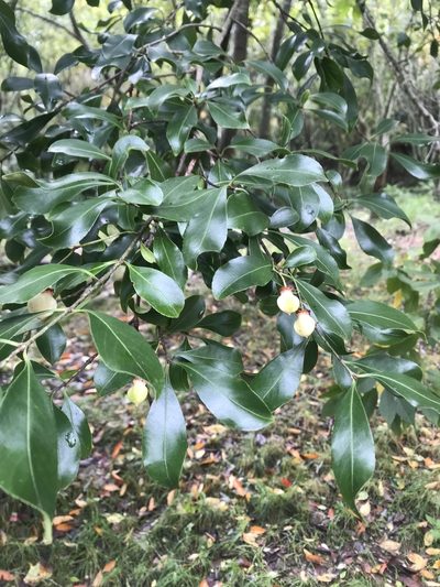 Euonymus carnosus, photographed by poyin
