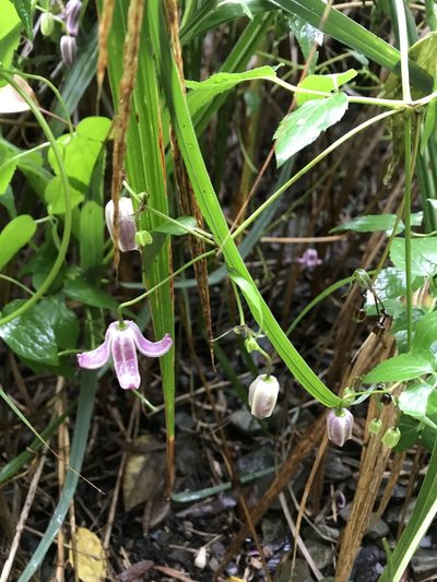Clematis lasiandra, photographed by poyin