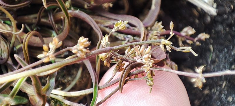 Coleanthus subtilis, photographed by Yurii Basov