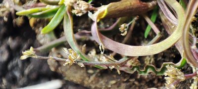 Coleanthus subtilis, photographed by Yurii Basov