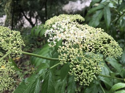 Sambucus javanica, photographed by poyin