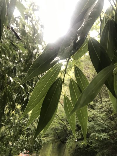 Cinnamomum osmophloeum, photographed by poyin